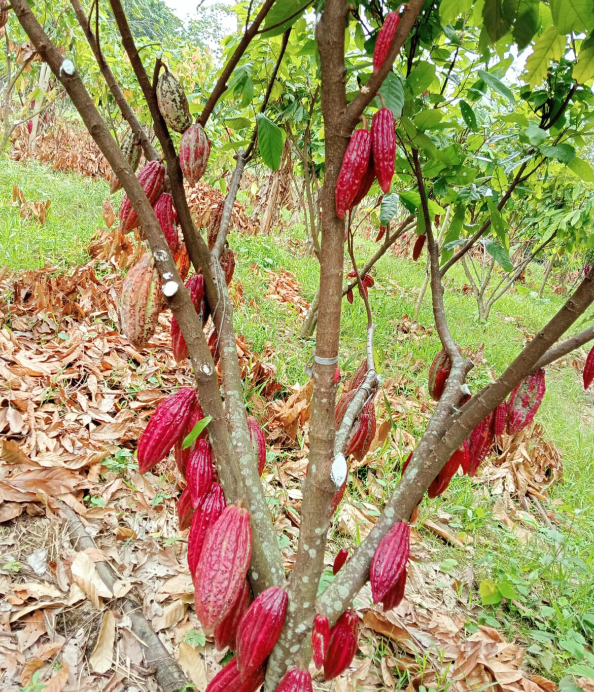 Los Laureles Los Laureles